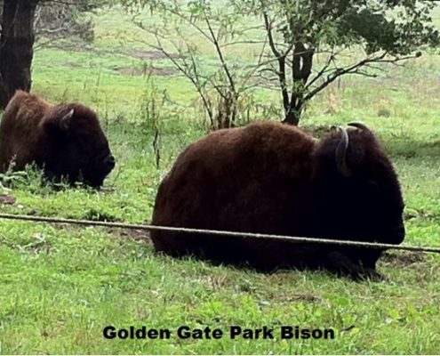 Segway to see the Golden Gate Park Bison